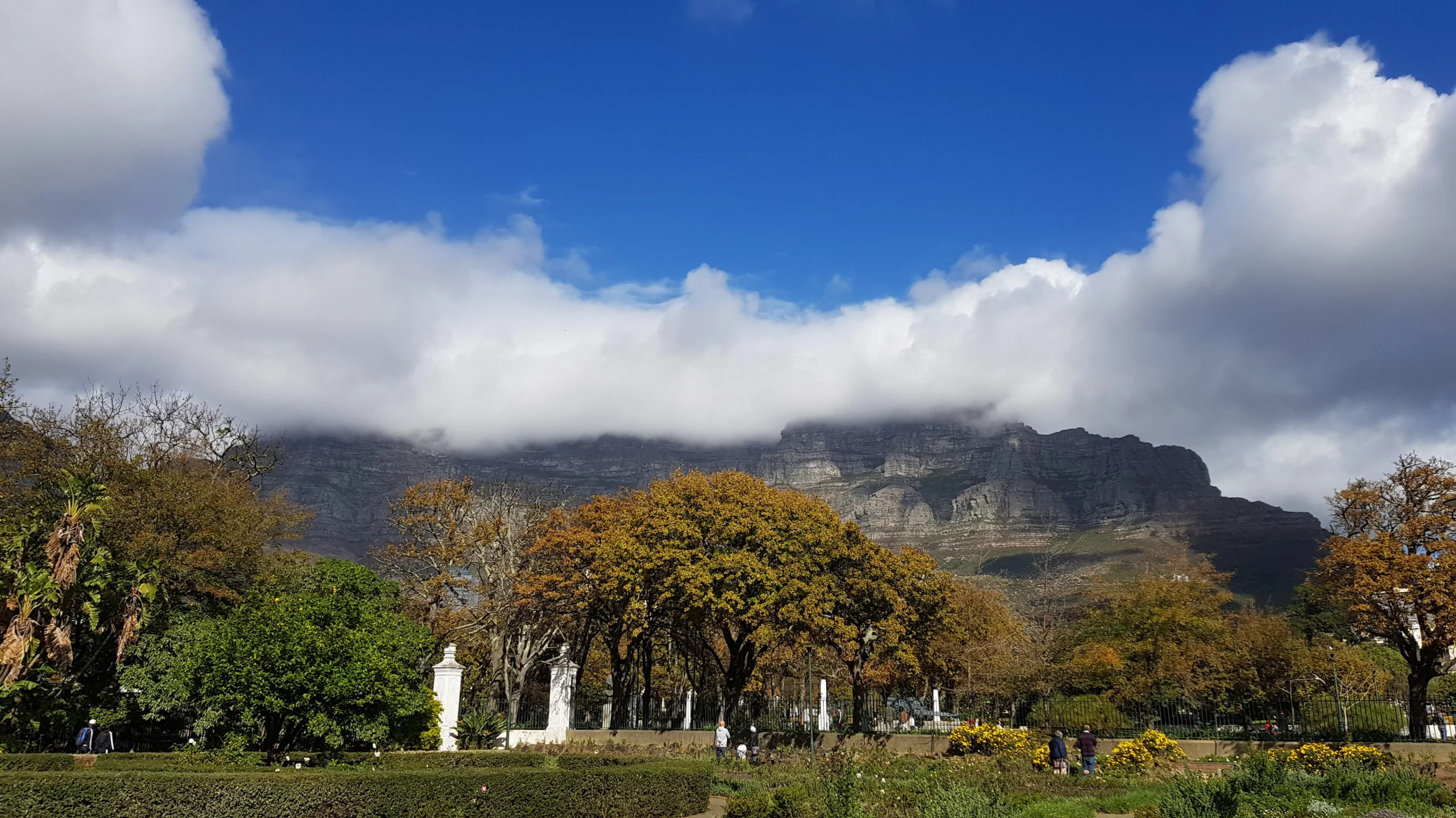 Table Mountain above Cape Town, seen from the Company's Garden